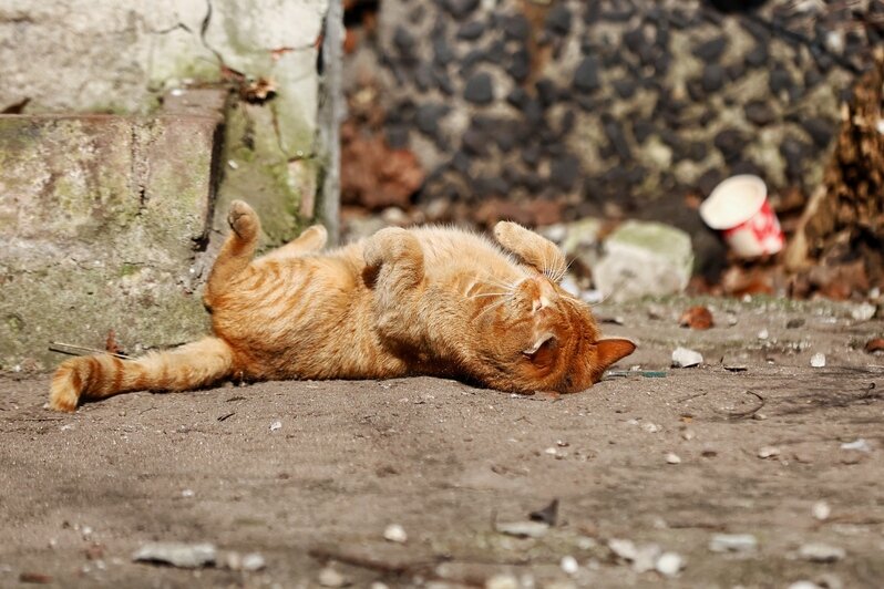 Весна пришла. Коты в курсе (фоторепортаж)   - Новости Калининграда | Фото: Александр Подгорчук / «Клопс»