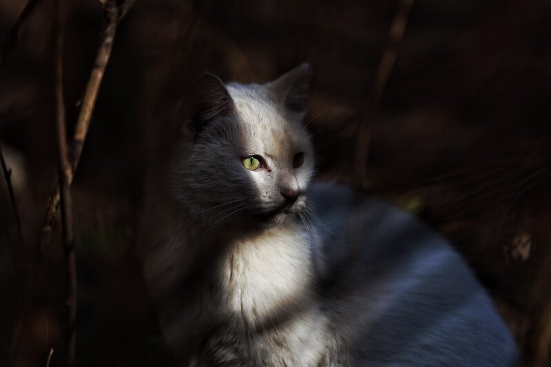 Весна пришла. Коты в курсе (фоторепортаж)   - Новости Калининграда | Фото: Александр Подгорчук / «Клопс»