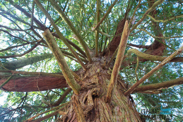 В Калининграде - весна, а за городом еще зима (фото)