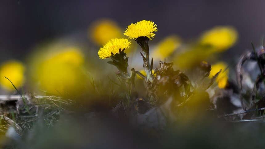 Утром — туман, к вечеру — дождь, а между ними +16: какой будет погода в Калининграде и области 11 марта - Новости Калининграда | Фото: Александр Подгорчук / Архив «Клопс»