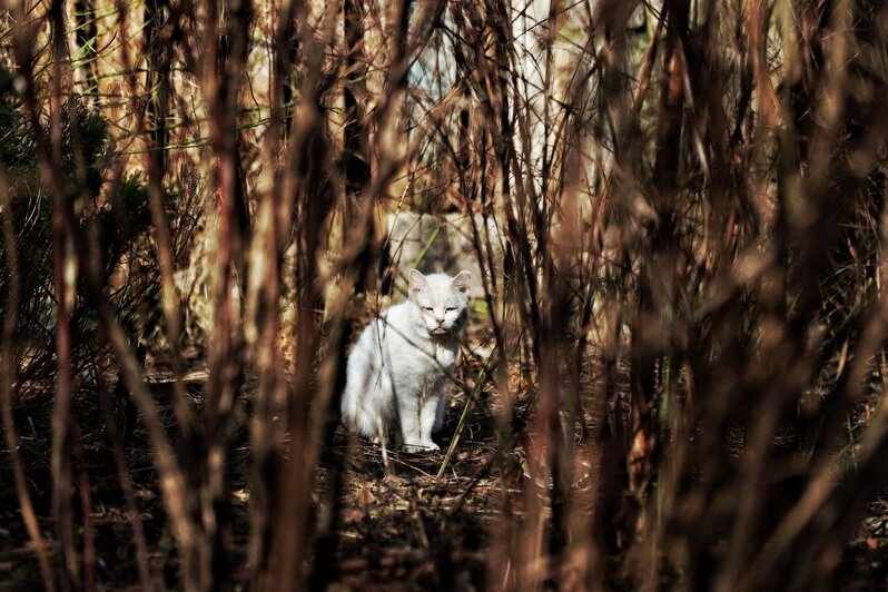 Весна пришла. Коты в курсе (фоторепортаж)   - Новости Калининграда | Фото: Александр Подгорчук / «Клопс»