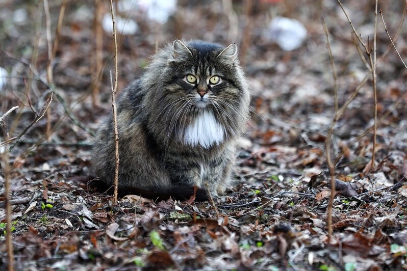 Весна пришла. Коты в курсе (фоторепортаж)   - Новости Калининграда | Фото: Александр Подгорчук / «Клопс»