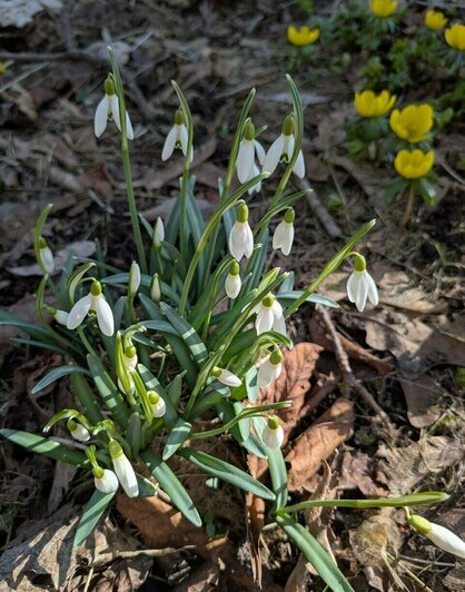 Весенняя кутерьма: в калининградском Ботаническом саду появились первые цветы (фото)  - Новости Калининграда