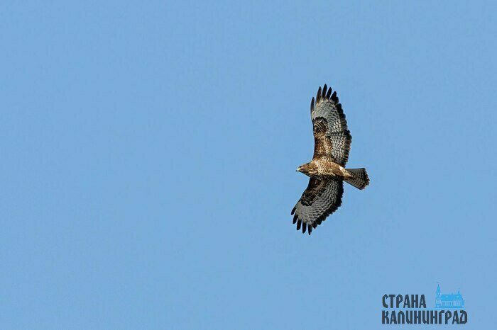 Обыкновенный канюк,подвид сарыч малый, тоже перелётная птица. 