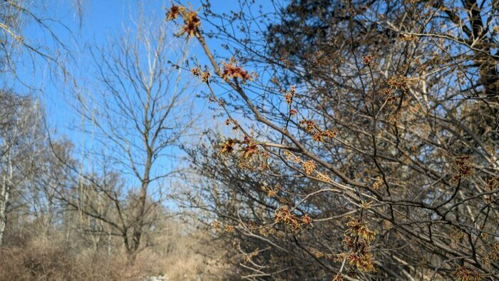 Весенняя кутерьма: в калининградском Ботаническом саду появились первые цветы (фото)  - Новости Калининграда | Фото: «Клопс»