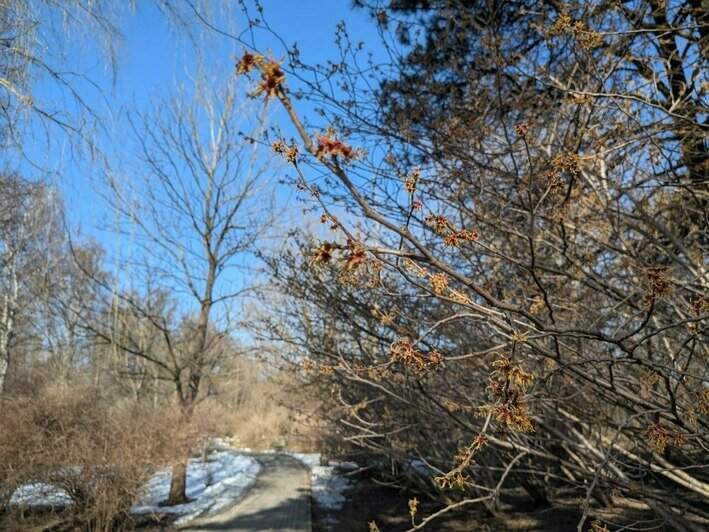 Весенняя кутерьма: в калининградском Ботаническом саду появились первые цветы (фото)  - Новости Калининграда | Фото: «Клопс»