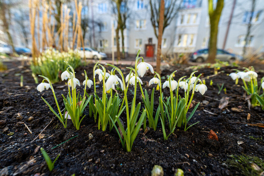 Подснежники, Калининград | Фото: Александр Мелехов