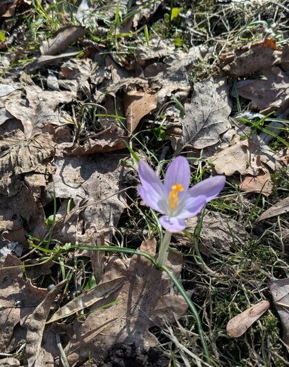 Весенняя кутерьма: в калининградском Ботаническом саду появились первые цветы (фото)  - Новости Калининграда