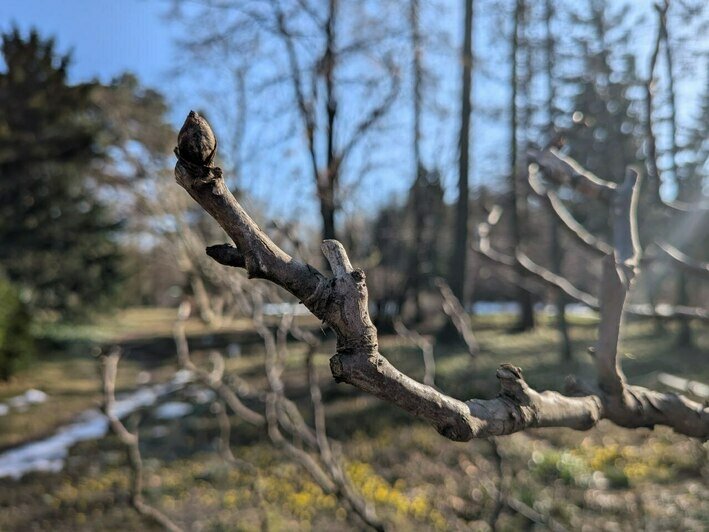 Весенняя кутерьма: в калининградском Ботаническом саду появились первые цветы (фото)  - Новости Калининграда | Фото: «Клопс»