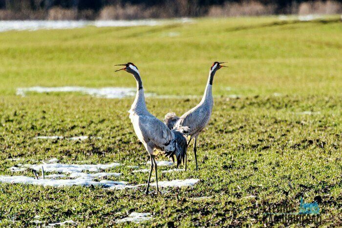 Серые журавли.