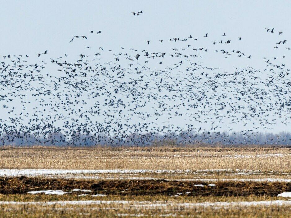 Грация журавлей и полёт лебедей: в небе над Калининградской областью появились первые стаи (фото)