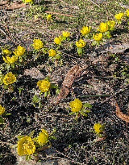 Весенняя кутерьма: в калининградском Ботаническом саду появились первые цветы (фото)  - Новости Калининграда