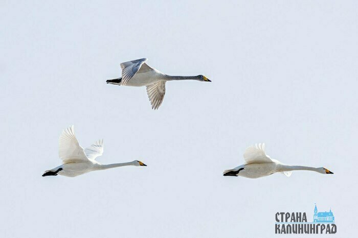 Лебеди в полёте.