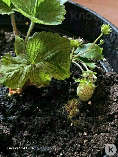 Первые ягоды появились в январе  | Фото: Артём Терентьев