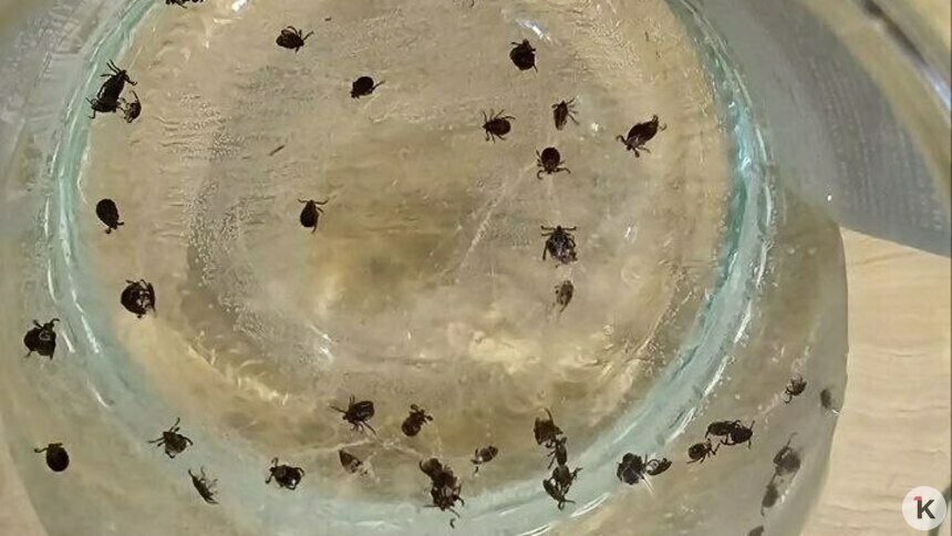 Жители Гурьевского округа после прогулок с собаками снимают с питомцев десятки клещей (фото)   - Новости Калининграда | Фото: Кирилл С.