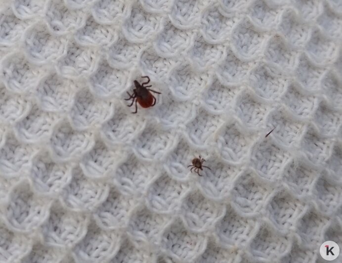 Взрослая женская особь (крупнее) и нимфа европейского лесного клеща (окрестности г. Светлый, лесная зона) | Фото: Евгений Волчев