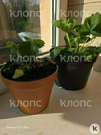 Первые ягоды появились в январе  | Фото: Артём Терентьев