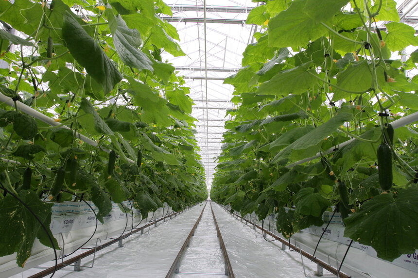 С ноября по февраль в теплицах Калининградской области огурцы не выращивают | Фото: архив "СК"