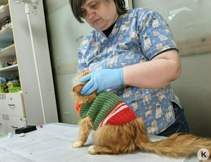 Гермиону захлопнули в подвале: калининградский приют во время морозов принимал в пять раз больше бездомных кошек (фото)   - Новости Калининграда | Фото: Анна Брылевская