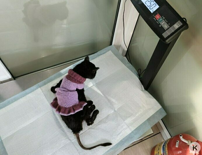 Гермиону захлопнули в подвале: калининградский приют во время морозов принимал в пять раз больше бездомных кошек (фото)   - Новости Калининграда | Фото: Анна Брылевская