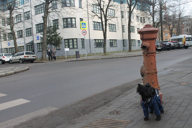 Вилла с шахматами и змея у входа: 8 мест в историческом районе Калининграда, где отыщутся потрясающие детали (фото) - Новости Калининграда | Фото: Алёна Михайлова