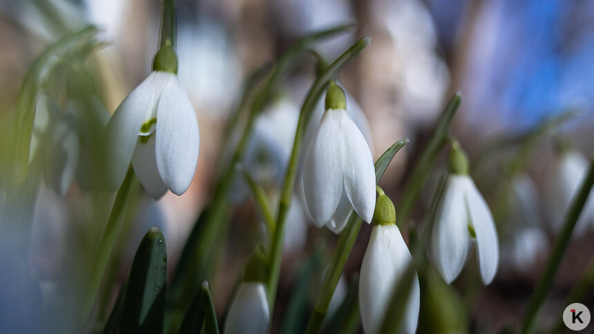 Подснежники можно, а ветреницу — нет: о чём нужно помнить калининградцам, чтобы не нарваться на штраф   - Новости Калининграда | Фото: Александр Подгорчук / «Клопс»