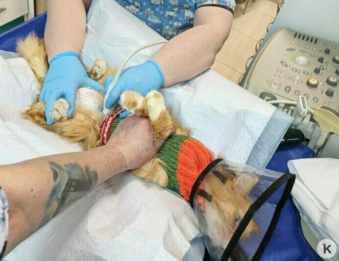 Гермиону захлопнули в подвале: калининградский приют во время морозов принимал в пять раз больше бездомных кошек (фото)   - Новости Калининграда | Фото: Анна Брылевская