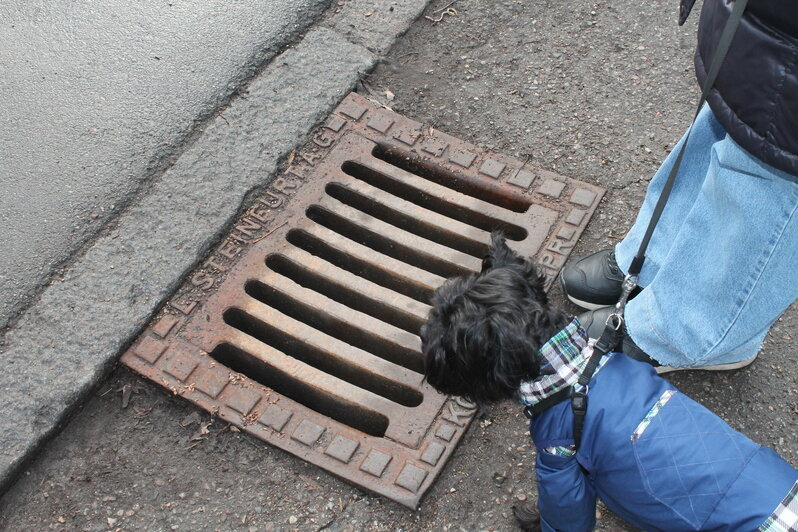 Вилла с шахматами и змея у входа: 8 мест в историческом районе Калининграда, где отыщутся потрясающие детали (фото) - Новости Калининграда | Фото: Алёна Михайлова