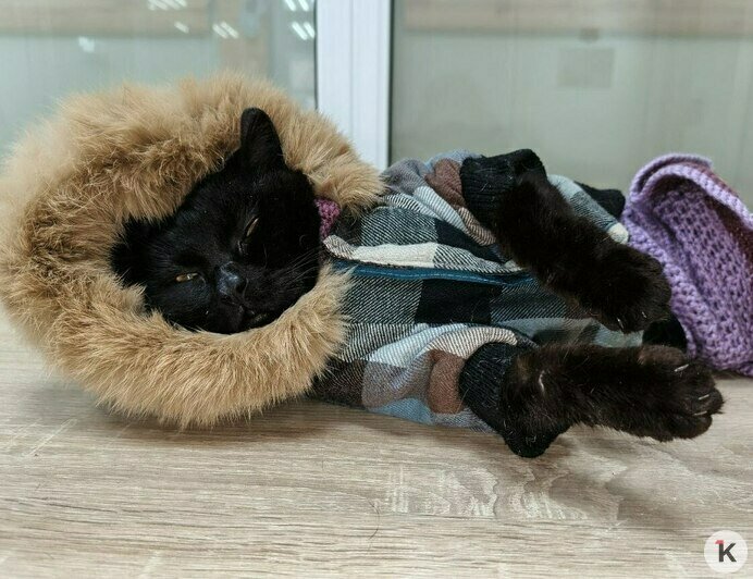 Гермиону захлопнули в подвале: калининградский приют во время морозов принимал в пять раз больше бездомных кошек (фото)   - Новости Калининграда | Фото: Анна Брылевская