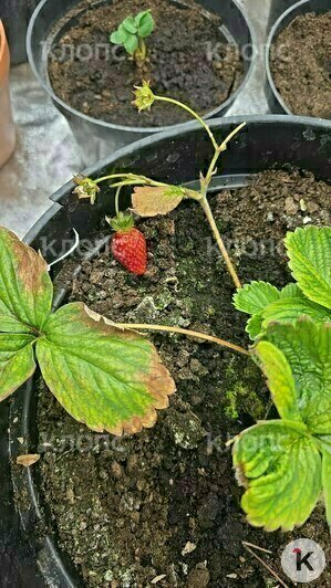 Куст плодоносит также как обычная клубника, выращенная на улице | Фото: Артём Терентьев