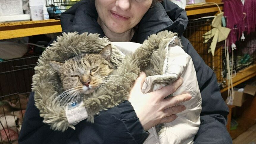 Гермиону захлопнули в подвале: калининградский приют во время морозов принимал в пять раз больше бездомных кошек (фото)   - Новости Калининграда