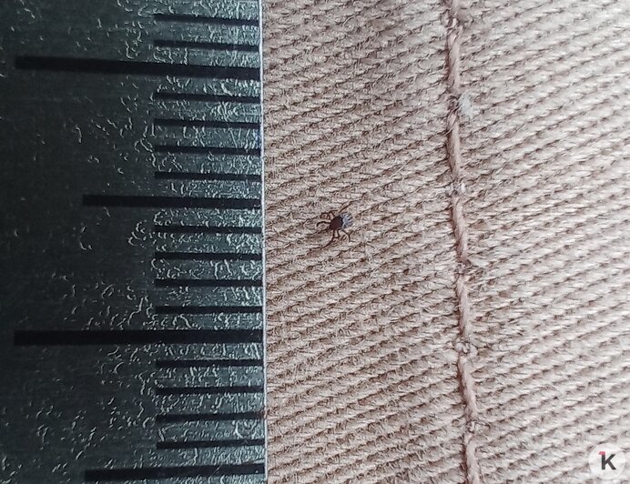 Нимфа крупным планом, для масштаба рядом размещена линейка | Фото: Евгений Волчев