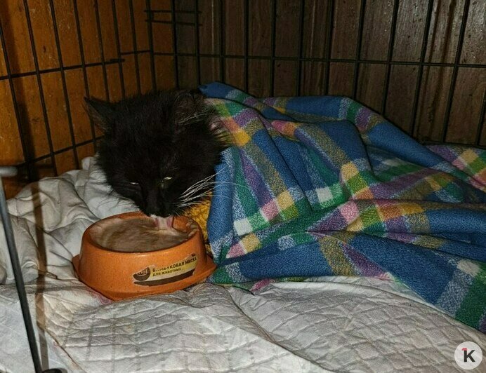 Гермиону захлопнули в подвале: калининградский приют во время морозов принимал в пять раз больше бездомных кошек (фото)   - Новости Калининграда | Фото: Анна Брылевская