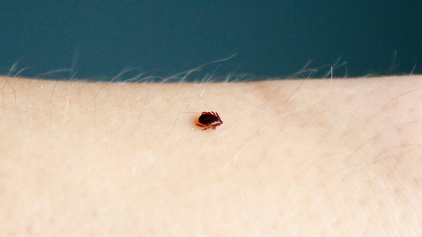 Акарицидная обработка стартует 14 марта. Горожан просят не гулять на обработанных участках три дня. | Фото: архив «СК»