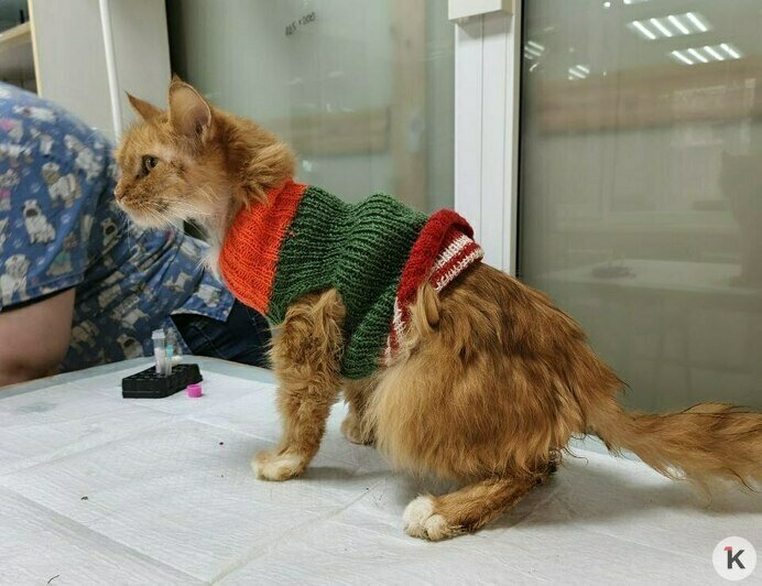 Гермиону захлопнули в подвале: калининградский приют во время морозов принимал в пять раз больше бездомных кошек (фото)   - Новости Калининграда | Фото: Анна Брылевская