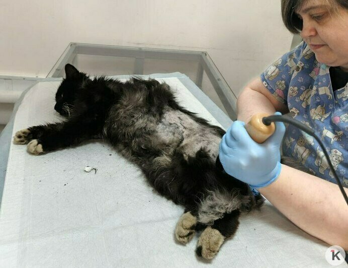 Гермиону захлопнули в подвале: калининградский приют во время морозов принимал в пять раз больше бездомных кошек (фото)   - Новости Калининграда | Фото: Анна Брылевская