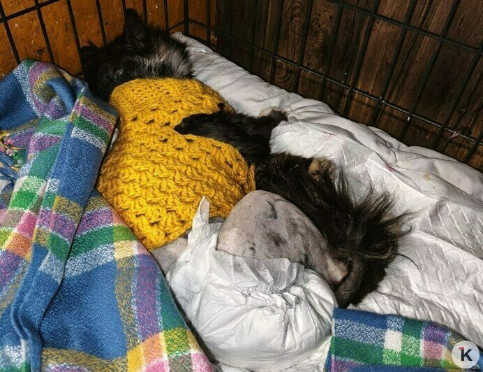 Гермиону захлопнули в подвале: калининградский приют во время морозов принимал в пять раз больше бездомных кошек (фото)   - Новости Калининграда | Фото: Анна Брылевская