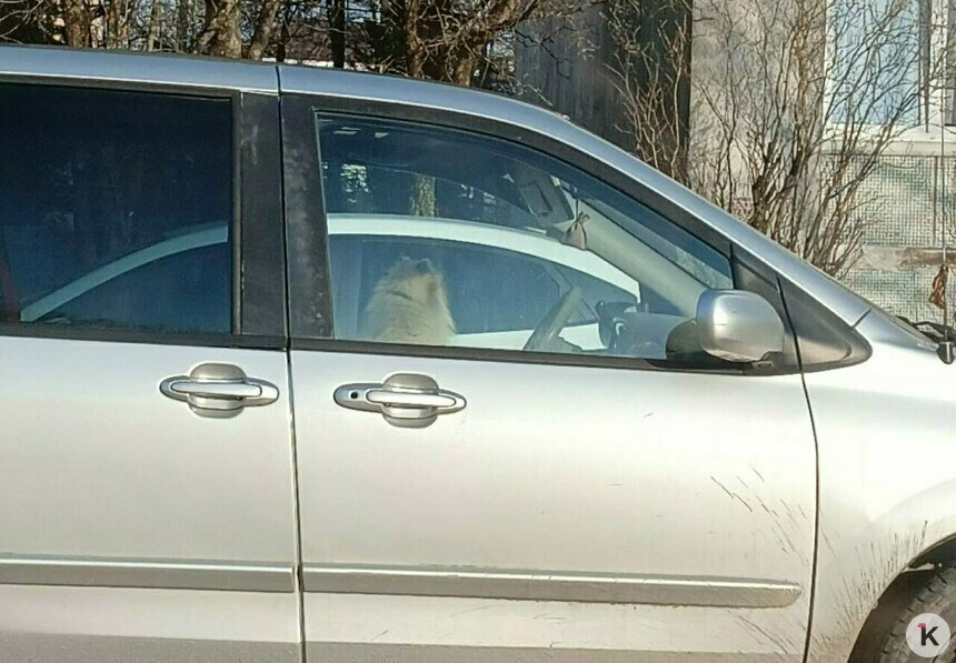 В Калининграде пёсик два часа просидел в оставленной на солнце машине (фото)   - Новости Калининграда | Фото: Наталья 