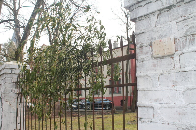 Вилла с шахматами и змея у входа: 8 мест в историческом районе Калининграда, где отыщутся потрясающие детали (фото) - Новости Калининграда | Фото: Алёна Михайлова