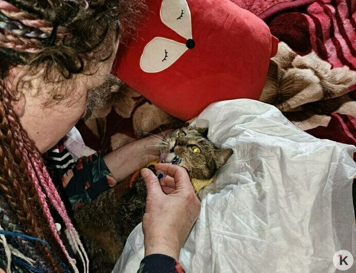 Гермиону захлопнули в подвале: калининградский приют во время морозов принимал в пять раз больше бездомных кошек (фото)   - Новости Калининграда | Фото: Анна Брылевская