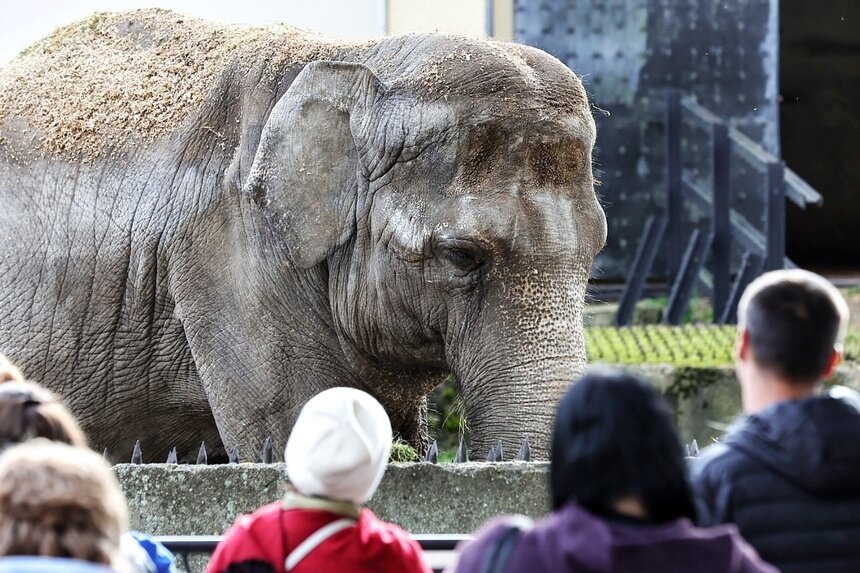 В Калининградском зоопарке назвали причину смерти слонихи Преголи  - Новости Калининграда | Фото: Александр Подгорчук / Архив «Клопс»