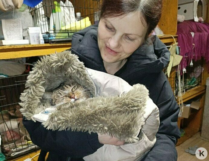 Гермиону захлопнули в подвале: калининградский приют во время морозов принимал в пять раз больше бездомных кошек (фото)   - Новости Калининграда | Фото: Анна Брылевская
