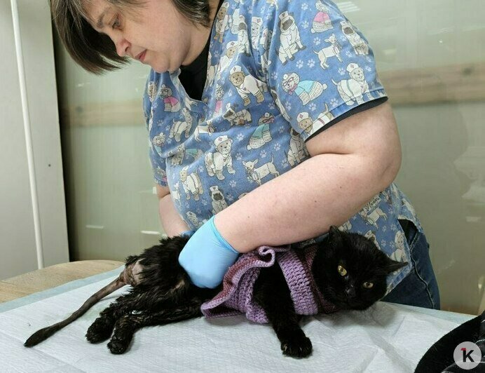 Гермиону захлопнули в подвале: калининградский приют во время морозов принимал в пять раз больше бездомных кошек (фото)   - Новости Калининграда | Фото: Анна Брылевская