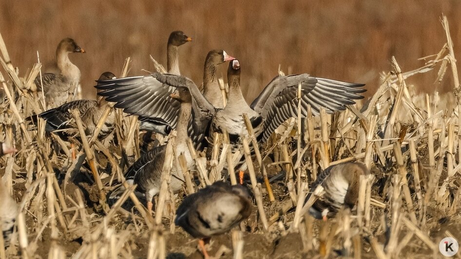 Не вмещаются ни в глаза, ни в объектив: через Калининградскую область мигрируют тысячи гусей (фото, видео) - Новости Калининграда | Фото: Юрий Таркин