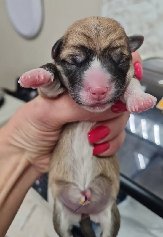 После родов животным также необходим контроль репродуктолога. | Фото: архив ветслужбы