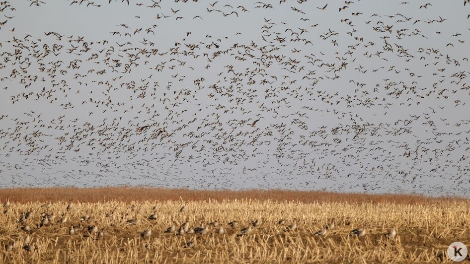 Не вмещаются ни в глаза, ни в объектив: через Калининградскую область мигрируют тысячи гусей (фото, видео) - Новости Калининграда | Фото: Юрий Таркин