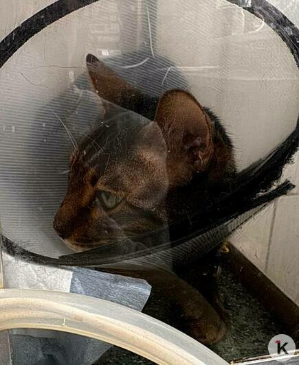 Мартин и его маленькие хозяйки пострадали вместе | Фото: Анна