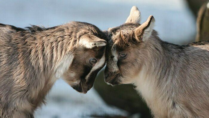 Котики, козы, кролики и альпаки: 5 мест в Калининграде, где можно пообщаться с животными - Новости Калининграда | Фото: архив «Клопс»