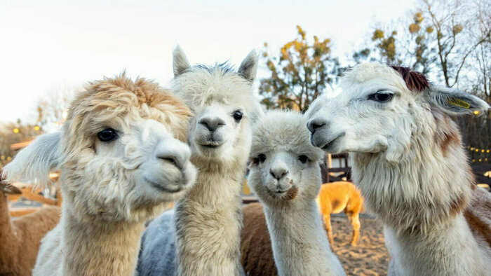 Котики, козы, кролики и альпаки: 5 мест в Калининграде, где можно пообщаться с животными - Новости Калининграда | Фото: пресс-служба парка «Тиргартен»