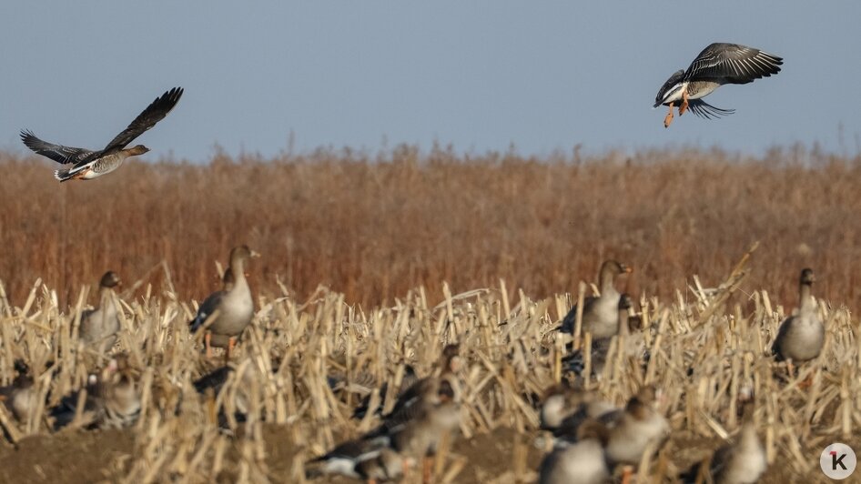 Не вмещаются ни в глаза, ни в объектив: через Калининградскую область мигрируют тысячи гусей (фото, видео) - Новости Калининграда | Фото: Юрий Таркин
